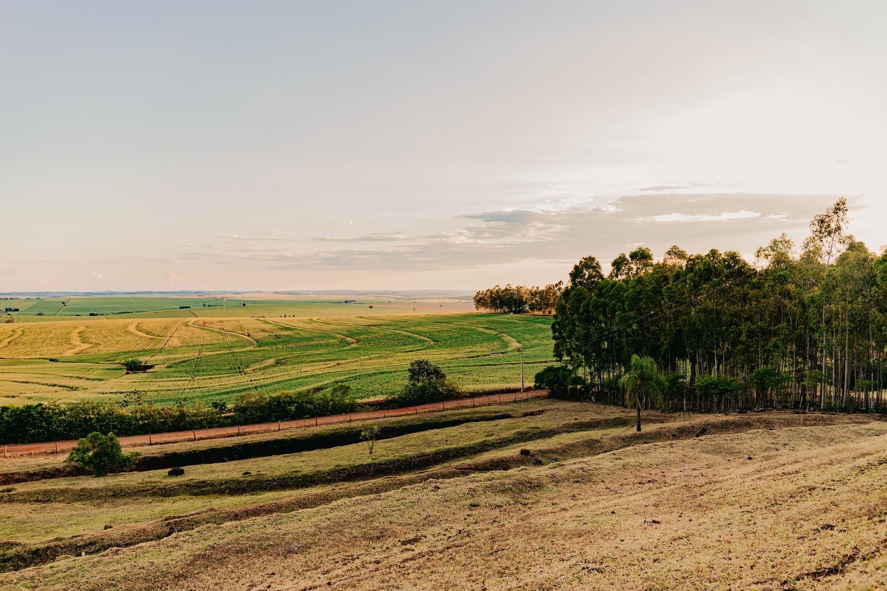 Campo ao pôr do sol